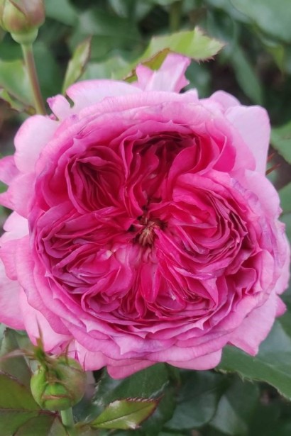 Троянда чайно-гібридна ’Тьєррі Маркс’ (рожева з малиновою серединкою)|Hybrid tea rose ’Thierry Marx’|Роза чайно-гибридная ’Тьерри Маркс’ (розовая с малиновой серединкой)